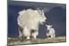Mountain Goat Nanny and Kid, Mt Evans, Arapaho-Roosevelt Nat'l Forest, Colorado, USA-James Hager-Mounted Photographic Print