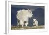 Mountain Goat Nanny and Kid, Mt Evans, Arapaho-Roosevelt Nat'l Forest, Colorado, USA-James Hager-Framed Photographic Print