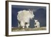 Mountain Goat Nanny and Kid, Mt Evans, Arapaho-Roosevelt Nat'l Forest, Colorado, USA-James Hager-Framed Photographic Print