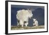 Mountain Goat Nanny and Kid, Mt Evans, Arapaho-Roosevelt Nat'l Forest, Colorado, USA-James Hager-Framed Photographic Print