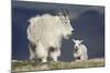 Mountain Goat Nanny and Kid, Mt Evans, Arapaho-Roosevelt Nat'l Forest, Colorado, USA-James Hager-Mounted Photographic Print