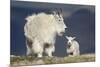 Mountain Goat Nanny and Kid, Mt Evans, Arapaho-Roosevelt Nat'l Forest, Colorado, USA-James Hager-Mounted Photographic Print