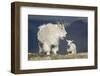 Mountain Goat Nanny and Kid, Mt Evans, Arapaho-Roosevelt Nat'l Forest, Colorado, USA-James Hager-Framed Photographic Print