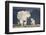 Mountain Goat Nanny and Kid, Mt Evans, Arapaho-Roosevelt Nat'l Forest, Colorado, USA-James Hager-Framed Photographic Print