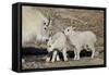 Mountain Goat Nanny and Kids, Mt Evans, Arapaho-Roosevelt Nat'l Forest, Colorado, USA-James Hager-Framed Stretched Canvas