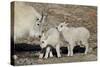 Mountain Goat Nanny and Kids, Mt Evans, Arapaho-Roosevelt Nat'l Forest, Colorado, USA-James Hager-Stretched Canvas