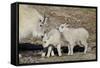 Mountain Goat Nanny and Kids, Mt Evans, Arapaho-Roosevelt Nat'l Forest, Colorado, USA-James Hager-Framed Stretched Canvas