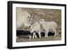 Mountain Goat Nanny and Kids, Mt Evans, Arapaho-Roosevelt Nat'l Forest, Colorado, USA-James Hager-Framed Photographic Print
