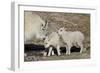 Mountain Goat Nanny and Kids, Mt Evans, Arapaho-Roosevelt Nat'l Forest, Colorado, USA-James Hager-Framed Photographic Print