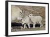 Mountain Goat Nanny and Kids, Mt Evans, Arapaho-Roosevelt Nat'l Forest, Colorado, USA-James Hager-Framed Photographic Print