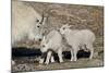 Mountain Goat Nanny and Kids, Mt Evans, Arapaho-Roosevelt Nat'l Forest, Colorado, USA-James Hager-Mounted Photographic Print