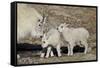 Mountain Goat Nanny and Kids, Mt Evans, Arapaho-Roosevelt Nat'l Forest, Colorado, USA-James Hager-Framed Stretched Canvas