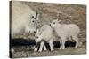 Mountain Goat Nanny and Kids, Mt Evans, Arapaho-Roosevelt Nat'l Forest, Colorado, USA-James Hager-Stretched Canvas