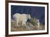 Mountain Goat, nanny with kid-Ken Archer-Framed Photographic Print