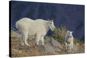 Mountain Goat, nanny with kid-Ken Archer-Stretched Canvas