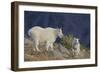 Mountain Goat, nanny with kid-Ken Archer-Framed Photographic Print