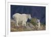 Mountain Goat, nanny with kid-Ken Archer-Framed Photographic Print