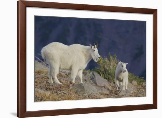 Mountain Goat, nanny with kid-Ken Archer-Framed Photographic Print