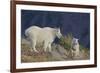 Mountain Goat, nanny with kid-Ken Archer-Framed Photographic Print