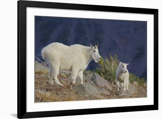 Mountain Goat, nanny with kid-Ken Archer-Framed Photographic Print