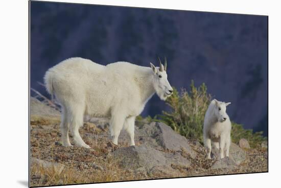 Mountain Goat, nanny with kid-Ken Archer-Mounted Photographic Print