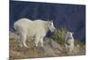 Mountain Goat, nanny with kid-Ken Archer-Mounted Photographic Print