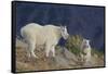 Mountain Goat, nanny with kid-Ken Archer-Framed Stretched Canvas