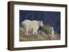 Mountain Goat, nanny with kid-Ken Archer-Framed Photographic Print