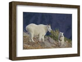 Mountain Goat, nanny with kid-Ken Archer-Framed Photographic Print