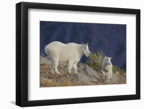 Mountain Goat, nanny with kid-Ken Archer-Framed Photographic Print