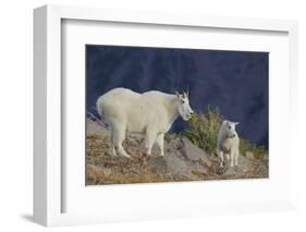 Mountain Goat, nanny with kid-Ken Archer-Framed Photographic Print