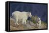 Mountain Goat, nanny with kid-Ken Archer-Framed Stretched Canvas