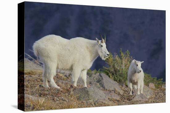 Mountain Goat, nanny with kid-Ken Archer-Stretched Canvas