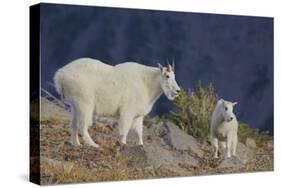 Mountain Goat, nanny with kid-Ken Archer-Stretched Canvas