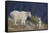 Mountain Goat, nanny with kid-Ken Archer-Framed Stretched Canvas