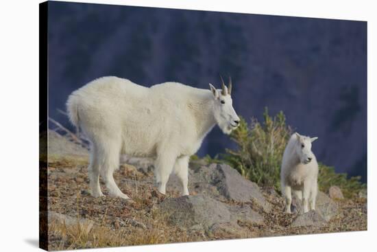 Mountain Goat, nanny with kid-Ken Archer-Stretched Canvas