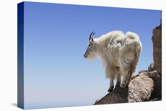 Mountain Goat On A High Mountain Ledge-Blueiris-Stretched Canvas