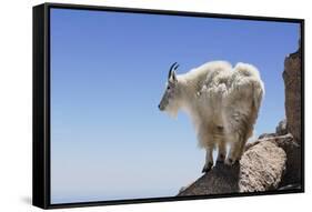 Mountain Goat On A High Mountain Ledge-Blueiris-Framed Stretched Canvas