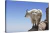Mountain Goat On A High Mountain Ledge-Blueiris-Stretched Canvas