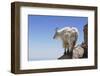 Mountain Goat On A High Mountain Ledge-Blueiris-Framed Photographic Print