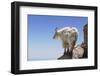 Mountain Goat On A High Mountain Ledge-Blueiris-Framed Photographic Print