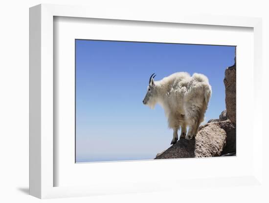 Mountain Goat On A High Mountain Ledge-Blueiris-Framed Photographic Print