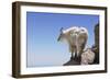 Mountain Goat On A High Mountain Ledge-Blueiris-Framed Photographic Print