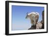 Mountain Goat On A High Mountain Ledge-Blueiris-Framed Photographic Print