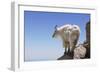 Mountain Goat On A High Mountain Ledge-Blueiris-Framed Photographic Print