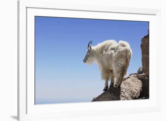 Mountain Goat On A High Mountain Ledge-Blueiris-Framed Photographic Print