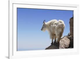 Mountain Goat On A High Mountain Ledge-Blueiris-Framed Photographic Print