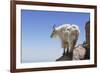 Mountain Goat On A High Mountain Ledge-Blueiris-Framed Photographic Print