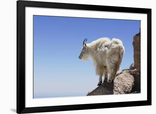 Mountain Goat On A High Mountain Ledge-Blueiris-Framed Photographic Print