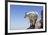 Mountain Goat On A High Mountain Ledge-Blueiris-Framed Photographic Print